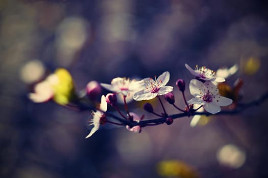 Spring background. Beautiful colorful blooming spring tree. Japanese cherry - Sakura. Nature background.