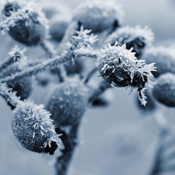 Frozen rosehip. Fetal detail in winter time.