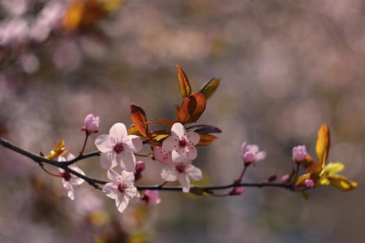 Beautiful flowering Japanese cherry Sakura. Season Background. Outdoor natural blurred background with flowering tree in spring sunny day.