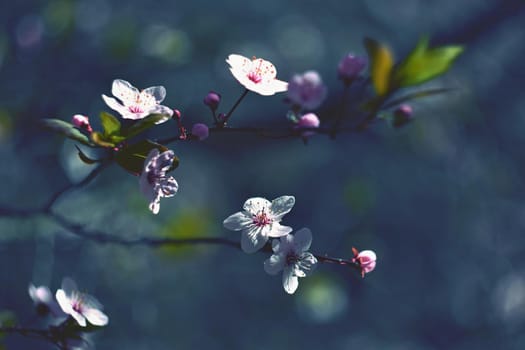 Beautiful flowering Japanese cherry Sakura. Season Background. Outdoor natural blurred background with flowering tree in spring sunny day.