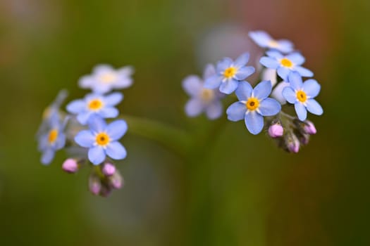 Beautiful blue small flowers - forget-me-not flower. Spring colorful nature background. (Myosotis sylvatica)