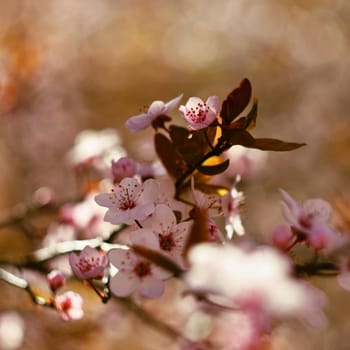 Beautiful flowering Japanese cherry Sakura. Season Background. Outdoor natural blurred background with flowering tree in spring sunny day.