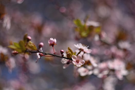 Beautiful flowering Japanese cherry Sakura. Season Background. Outdoor natural blurred background with flowering tree in spring sunny day.