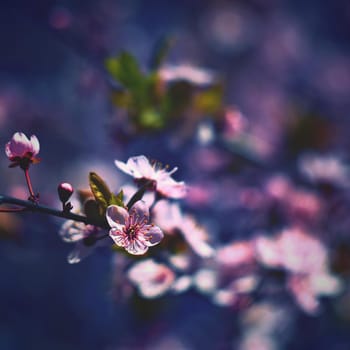 Spring background. Beautiful colorful blooming spring tree. Japanese cherry - Sakura. Nature background. Photo of an old manual lens.