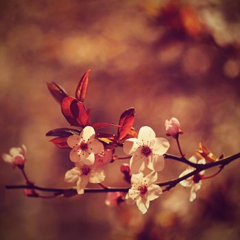 Spring background. Beautiful colorful blooming spring tree. Japanese cherry - Sakura. Nature background. Photo of an old manual lens.