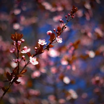 Spring background. Beautiful colorful blooming spring tree. Japanese cherry - Sakura. Nature background. Photo of an old manual lens.