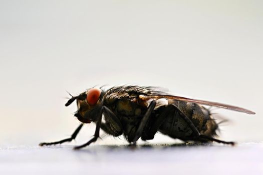 Insects close up. Beautiful macro shot of a fly.