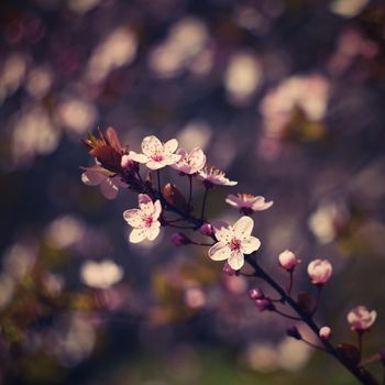 Spring flowers. Beautifully blossoming tree branch. Cherry - Sakura and sun with a natural colored background.