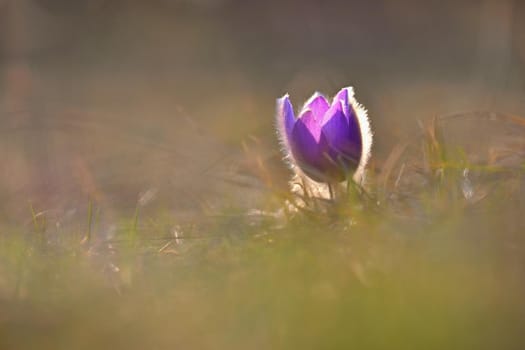 Spring flower. Nature - meadow and sunset. Seasonal concept for springtime. Beautifully blossoming pasque flower and sun with a natural colored background. (Pulsatilla grandis) 