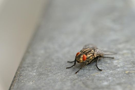 Insects close up. Beautiful macro shot of a fly.