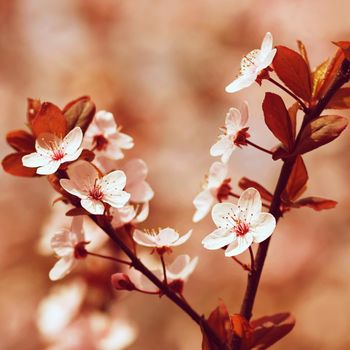 Spring blossom background. Beautiful nature scene with blooming cherry tree - Sakura. Orchard Abstract blurred background in Springtime.