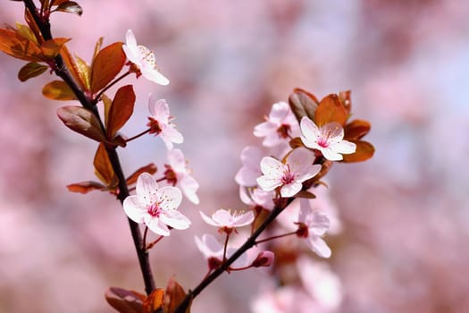 Beautiful flowering Japanese cherry Sakura. Season Background. Outdoor natural blurred background with flowering tree in spring sunny day.