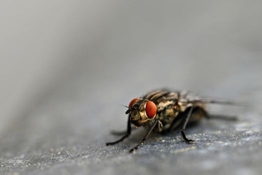 Insects close up. Beautiful macro shot of a fly.