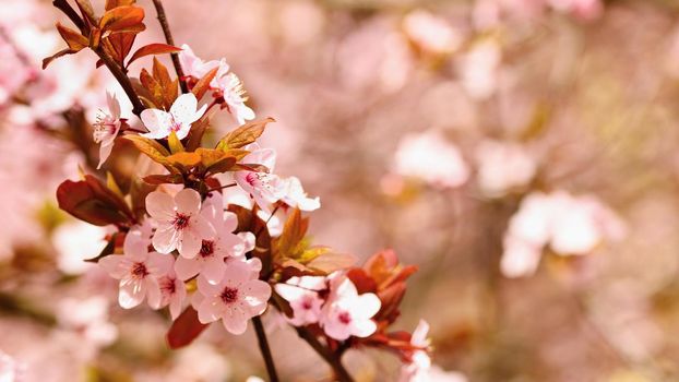 Blossom tree. Nature background in sunny day. Spring flowers. Beautiful Orchard and abstract blurred background. Concept for springtime - Japanese cherry Sakura.