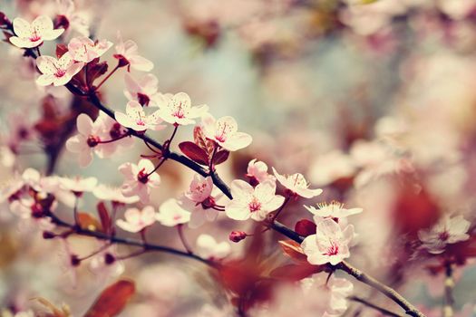 Beautiful flowering Japanese cherry Sakura. Season Background. Outdoor natural blurred background with flowering tree in spring sunny day.
