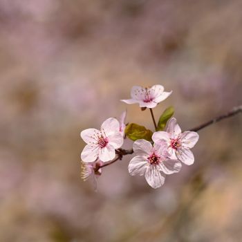 Spring blossom background. Beautiful nature scene with blooming cherry tree - Sakura. Orchard Abstract blurred background in Springtime.