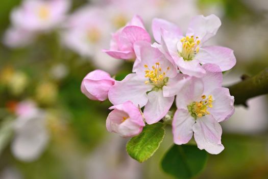 Beautiful blossom tree. Nature scene with sun in Sunny day. Spring flowers. Abstract blurred background in Springtime. 