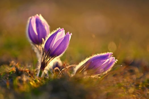 Spring flower. Nature - meadow and sunset. Seasonal concept for springtime. Beautifully blossoming pasque flower and sun with a natural colored background. (Pulsatilla grandis) 