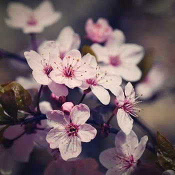 Blossom tree. Nature background in sunny day. Spring flowers. Beautiful Orchard and abstract blurred background. Concept for springtime - Japanese cherry Sakura.