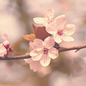 Beautiful flowering Japanese cherry Sakura. Season Background. Outdoor natural blurred background with flowering tree in spring sunny day.
