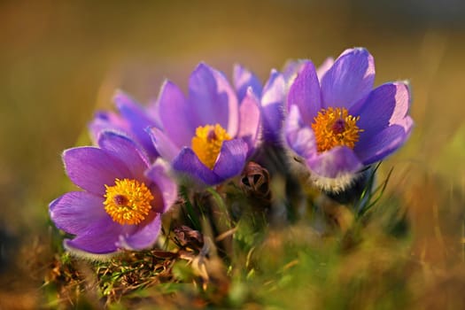 Spring flower. Nature - meadow and sunset. Seasonal concept for springtime. Beautifully blossoming pasque flower and sun with a natural colored background. (Pulsatilla grandis) 