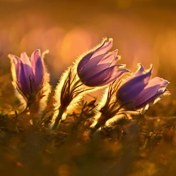 Spring background with flowers on meadow. Beautiful blooming pasque flower at sunset. Spring nature, colorful natural blurred background