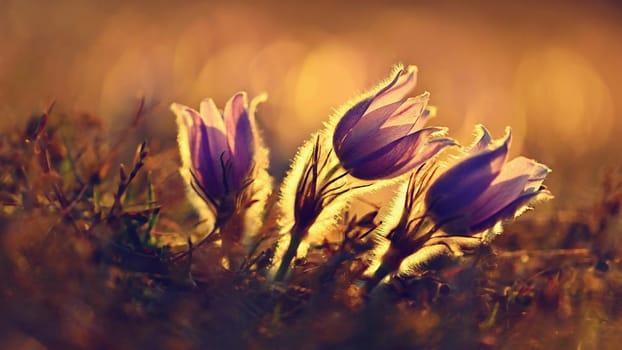 Spring background with flowers on meadow. Beautiful blooming pasque flower at sunset. Spring nature, colorful natural blurred background