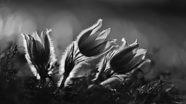 Springtime season. Beautifully spring flowers blossoming pasque flower in the sunset with a natural colored background. (Pulsatilla grandis)