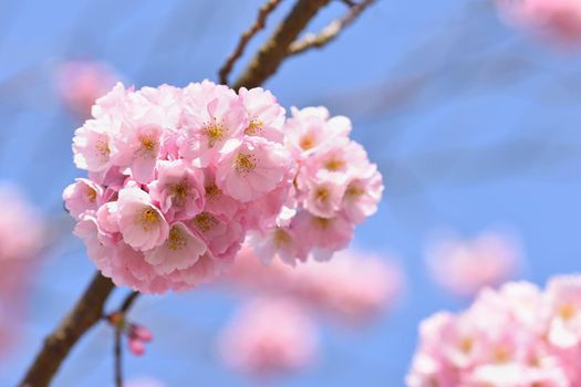 Blossom tree. Nature background in sunny day. Spring flowers. Beautiful Orchard and abstract blurred background. Concept for springtime.