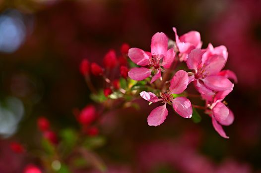 Beautiful blossom tree. Nature scene with sun in Sunny day. Spring flowers. Abstract blurred background in Springtime. 