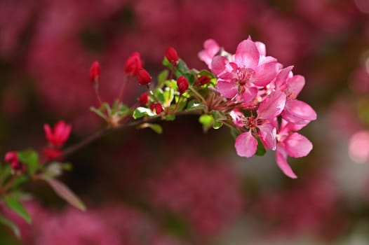 Spring background. Beautiful flowering tree with natural colors. Beautiful spring morning with the rising sun.