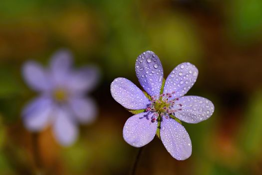 Spring flower. Beautiful blooming first small flowers in the forest. Hepatica. (Hepatica nobilis)