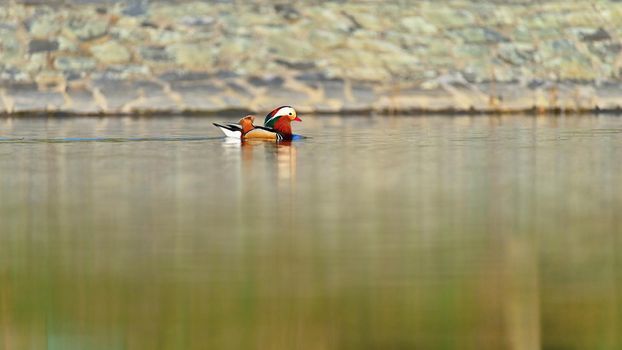 A colourful male mandarin duck. (Aix galericulata)