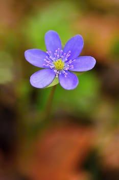 Spring flower. Beautiful blooming first small flowers in the forest. Hepatica. (Hepatica nobilis)