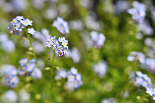 Beautiful blue small flowers - forget-me-not flower. Spring colorful nature background. (Myosotis sylvatica)