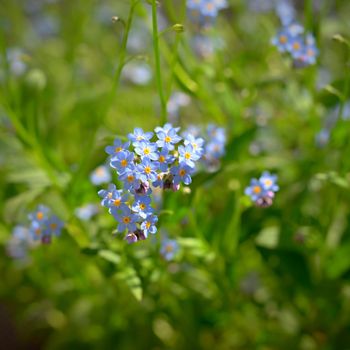 Beautiful blue small flowers - forget-me-not flower. Spring colorful nature background. (Myosotis sylvatica)