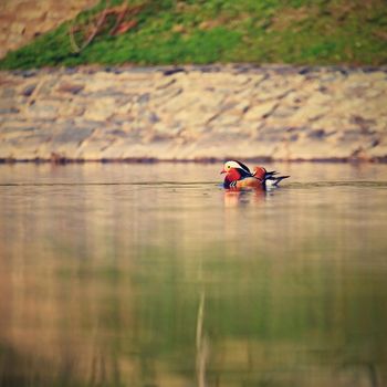 A colourful male mandarin duck. (Aix galericulata)