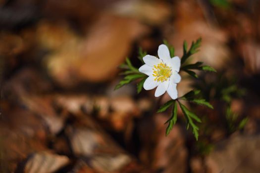 Spring white flowers in the grass Anemone (Isopyrum thalictroides)