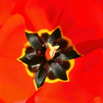 Spring flower. Macro shot of a red tulip. Spring in the garden.  (Tulipa) 