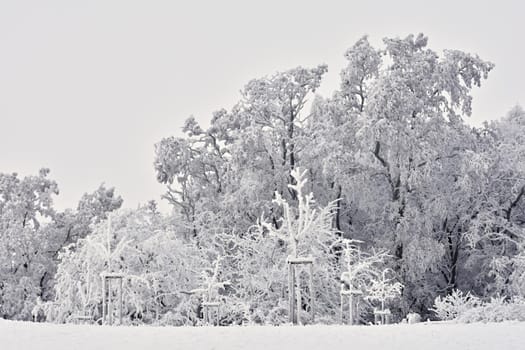 Winter landscape - frosty trees in the forest. Nature covered with snow. Beautiful seasonal natural background.