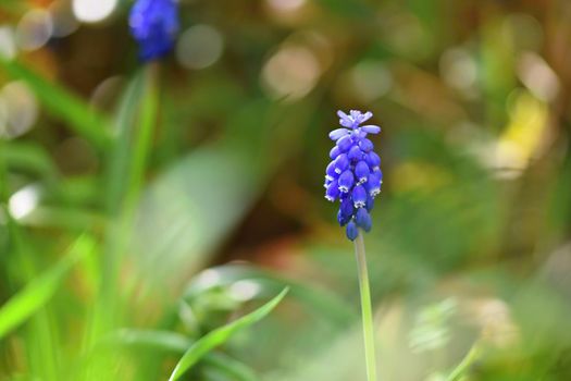 Beautiful spring blue flower grape hyacinth with sun and green grass. Macro shot of the garden with a natural blurred background.(Muscari armeniacum) 