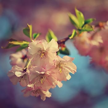 Spring background. Beautiful flowering tree with natural colors. Beautiful spring morning with the rising sun.