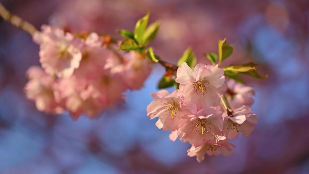 Spring background. Beautiful flowering tree with natural colors. Beautiful spring morning with the rising sun.