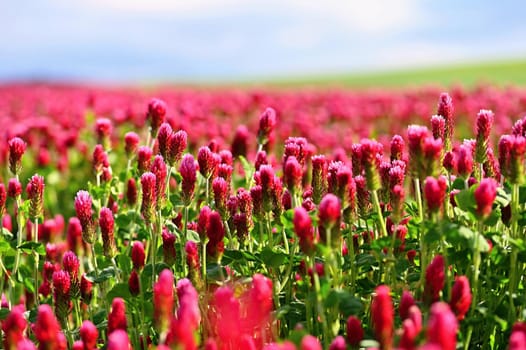 Beautiful blooming red clover in the field. Natural colorful background. Beautiful landscape in the Czech Republic - Europe..