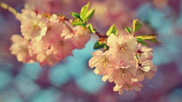 Beautiful nature scene with blooming tree and sun. Easter Sunny day. Spring flowers. Orchard Abstract blurred background in Springtime. Almond tree.