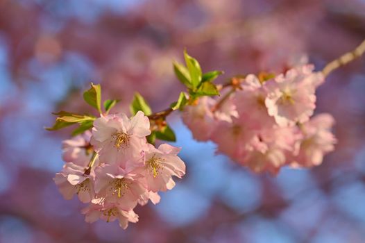 Beautiful nature scene with blooming tree and sun. Easter Sunny day. Spring flowers. Orchard Abstract blurred background in Springtime. Almond tree.