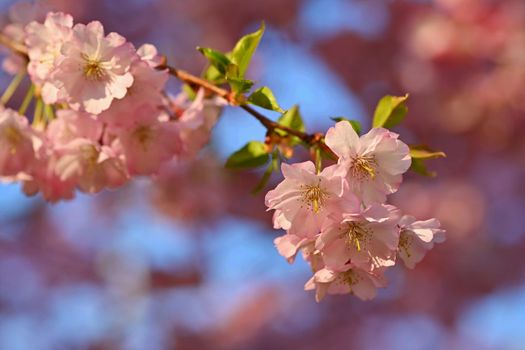 Beautiful nature scene with blooming tree and sun. Easter Sunny day. Spring flowers. Orchard Abstract blurred background in Springtime. Almond tree.