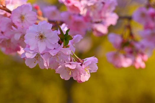 Beautiful nature scene with blooming tree and sun. Easter Sunny day. Spring flowers. Orchard Abstract blurred background in Springtime. Almond tree.