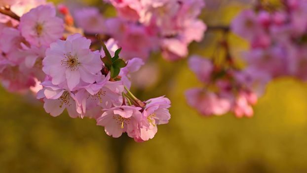 Spring background. Beautiful flowering tree with natural colors. Beautiful spring morning with the rising sun.