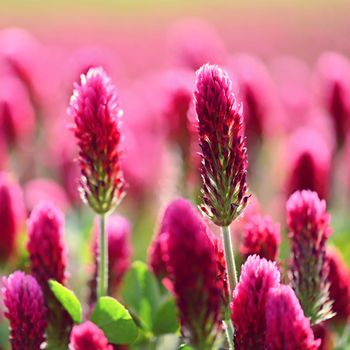 Beautiful blooming red clover in the field. Natural colorful background.